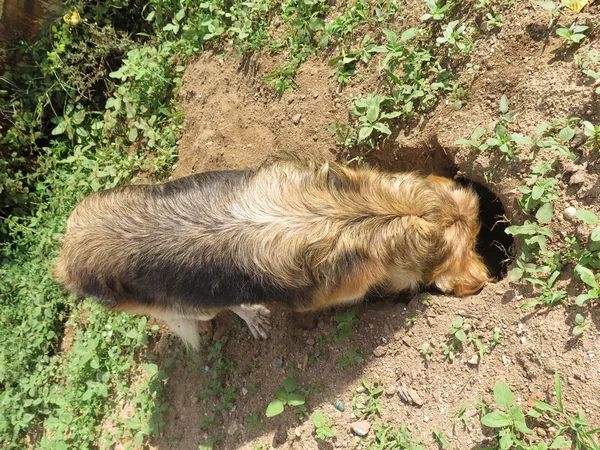 Nariz do cão perto — Fotografia de Stock