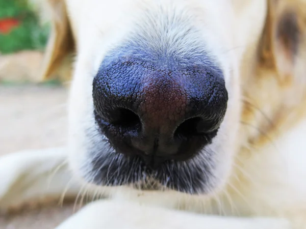 Hund näsa på nära håll — Stockfoto