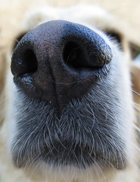 Köpeğin burnunu kapat — Stok fotoğraf