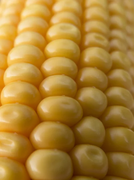 Corn granen close-up — Stockfoto