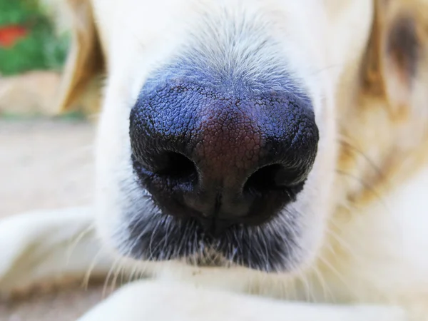 Naso di cane da vicino — Foto Stock