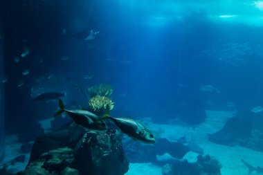 fish tank with several species. Underwater photography.