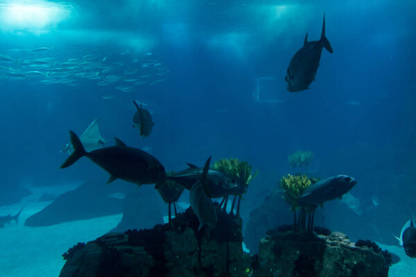 fish tank with several species. Underwater photography.