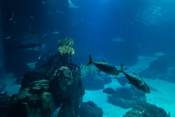 Fish Tank Several Species Underwater Photography — ストック写真