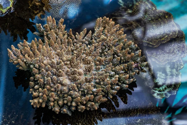 Όμορφα Κοράλλια Σχεδόν Έξω Από Νερό Αντανάκλαση — Φωτογραφία Αρχείου