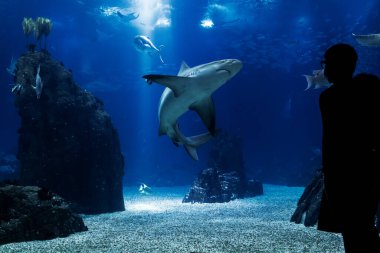 Birkaç türü olan bir akvaryuma bakan bir çiftin silueti ve ilgi odağı olan bir köpekbalığı..