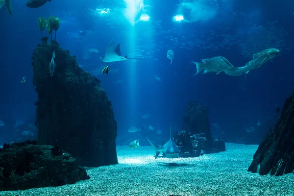 Tanque Peces Con Varias Especies Con Énfasis Tiburón — Foto de Stock