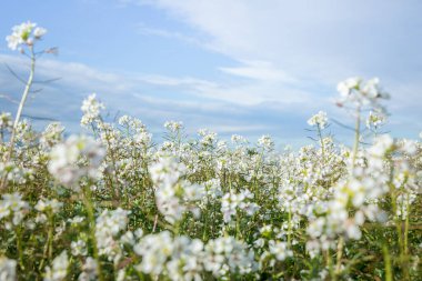 Mavi gökyüzü olan beyaz çiçek tarlası