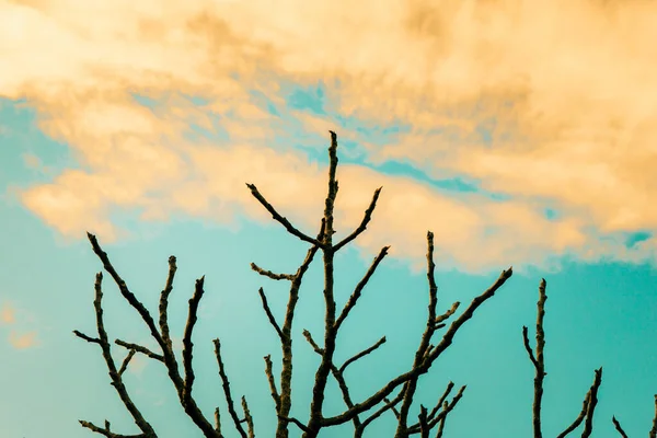 Ramas Árboles Con Cielo Colorido —  Fotos de Stock