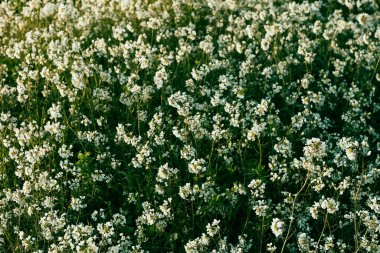 yeşil ve beyaz çiçek arkaplanı 