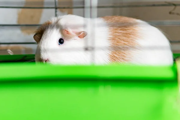 Porco Guiné Cor Clara Sentado Uma Gaiola — Fotografia de Stock