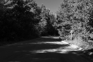 Akşam güneşinde bir orman yolunun renkli görüntüsü.