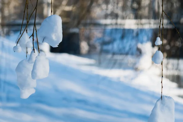 川の近くの木の枝で凍結雪 — ストック写真