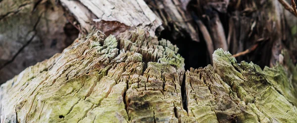 Old Rotten Cracked Stump Covered Mold — Stock Photo, Image