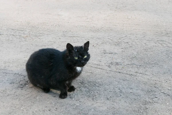 Gato Preto Solitário Com Uma Pata Partida Quintal — Fotografia de Stock