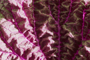 Yeşil yaprak büyük bir bitkiyi rahatlatıyor.