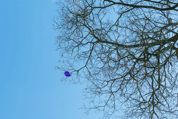 Ballon Bleu Est Coincé Dans Couronne Grand Arbre — Photo