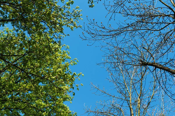 Onderaanzicht Van Kronen Van Twee Bomen Met Zonder Bladeren — Stockfoto