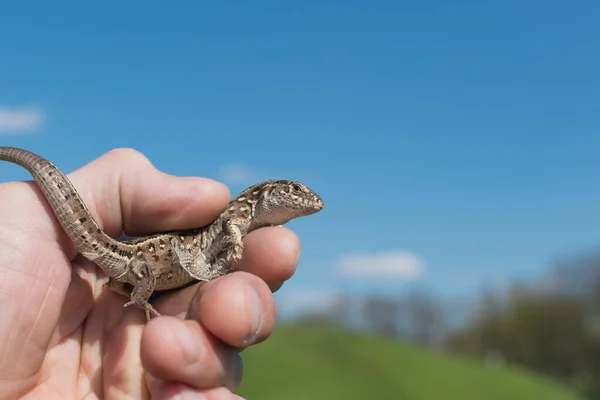 Adult Man Keeps Small Lizard Chicken Coop Background Nature — Stock Photo, Image