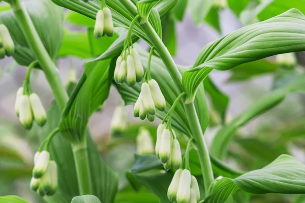 Green Plant White Shoots Inflorescences Garden — Stockfoto