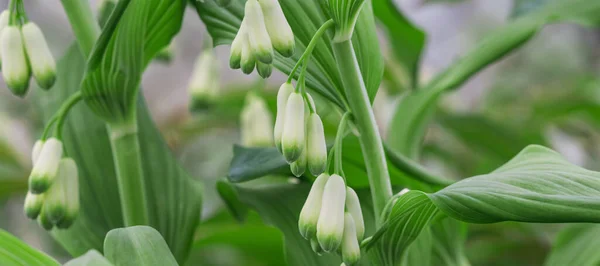 Green Plant White Shoots Inflorescences Garden — Stockfoto