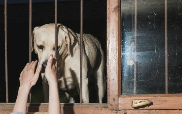 A Labradoror dog peeks through an old window through an iron grate in the dark