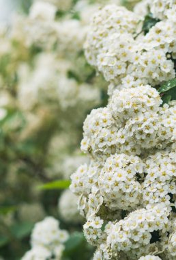 Çiçek açan büyük beyaz tomurcuklar küçük çiçekli çalılar