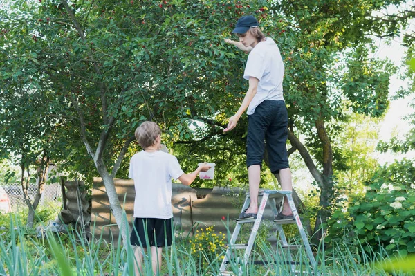 İki büyük ve küçük kardeş bahçede bir ağaçtan meyve topluyor.