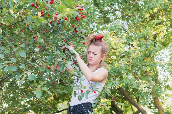 Uma Jovem Jardim Coleta Frutas Cereja Uma Árvore — Fotografia de Stock