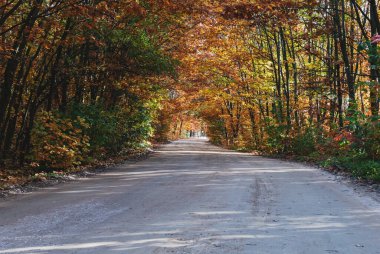 Güneşli bir günde, sonbahar ormanındaki yol manzarası.