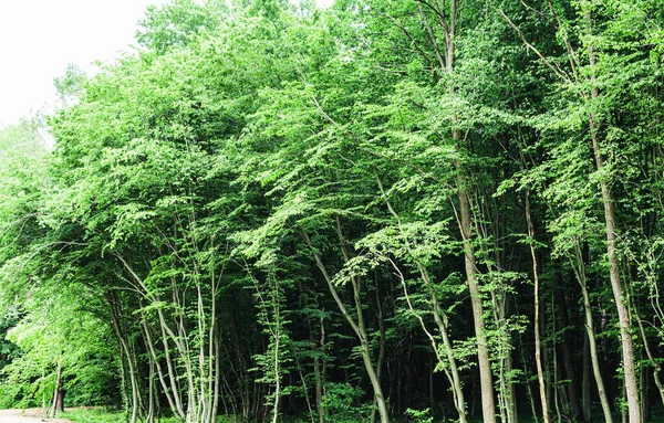 Uitzicht Het Dichte Groene Bos Van Hardhout — Stockfoto