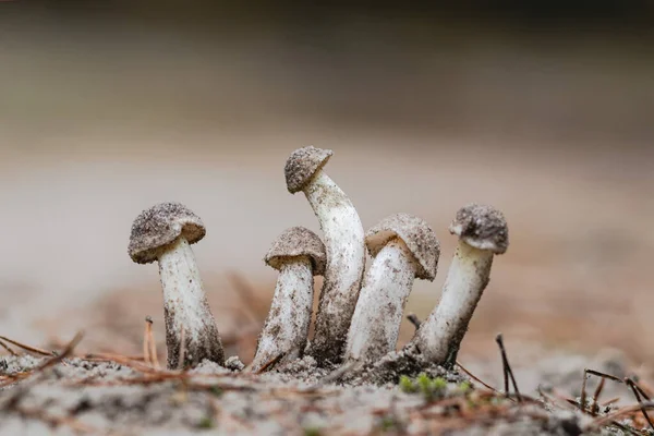 Junge Pilze Wald Einem Warmen Herbsttag — Stockfoto