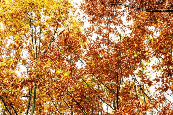 Fragment Drzewa Jesiennym Lesie Opadłymi Liśćmi — Zdjęcie stockowe