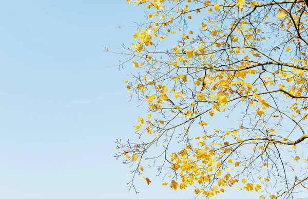 落叶落叶的秋天森林中一棵树的碎片 — 图库照片