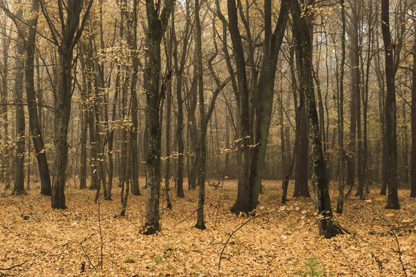 Fragmento Uma Árvore Uma Floresta Outono Com Folhas Caídas — Fotografia de Stock