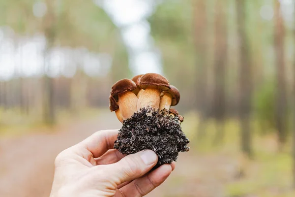 Junge Pilze Wald Einem Warmen Herbsttag — Stockfoto