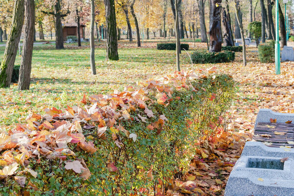 View of the autumn park with crumbling yellowed foliage