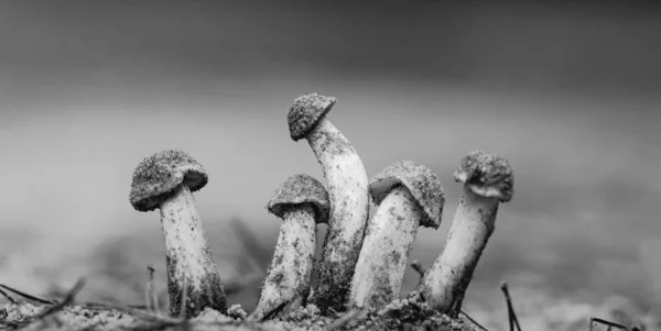 Jonge Paddenstoelen Het Bos Een Warme Herfstdag — Stockfoto