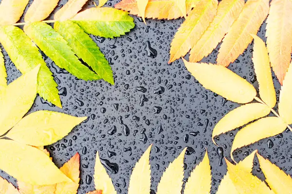 Outono Folhas Multicoloridas Fundo Escuro Com Gotas Chuva — Fotografia de Stock