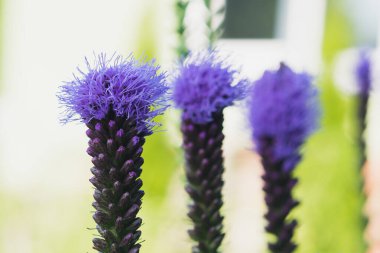 Çiçek açan mavi renkli bir yaz bitkisi