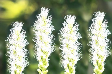 Beyaz renkli çiçek açan bir yaz bitkisi