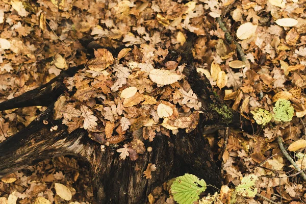 Fragment Drzewa Jesiennym Lesie Opadłymi Liśćmi — Zdjęcie stockowe