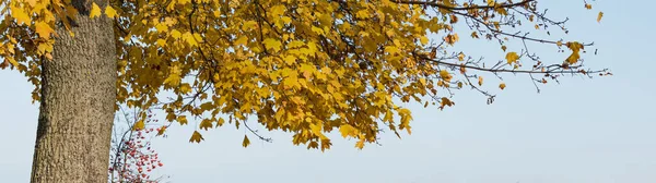 Ένα Θραύσμα Από Ένα Δέντρο Ένα Φθινοπωρινό Δάσος Πεσμένα Φύλλα — Φωτογραφία Αρχείου