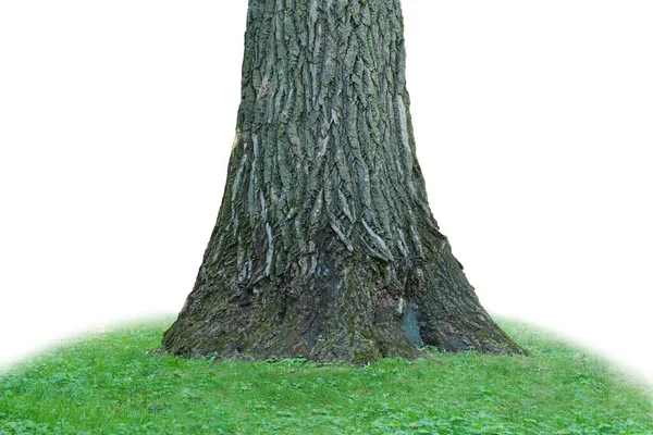 Ett Träd Med Tjock Stam Vit Bakgrund — Stockfoto