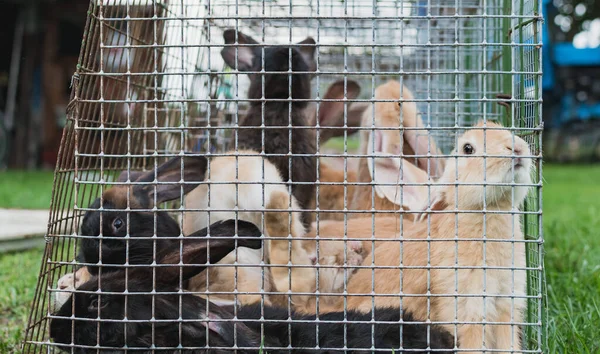 Kaninchen Verschiedenen Farben Sitzen Käfigen — Stockfoto