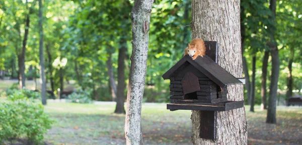 Wiewiórka Siedzi Swoim Domu Parku Miejskim — Zdjęcie stockowe