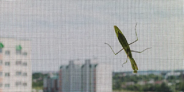 一只螳螂坐在窗上的蚊帐上 图库图片