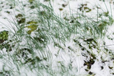 İlk kar yağışından sonra yeşil çimenler karla kaplandı