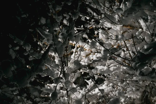 Árbol Cubierto Nieve Congelada Luz Oscuridad —  Fotos de Stock