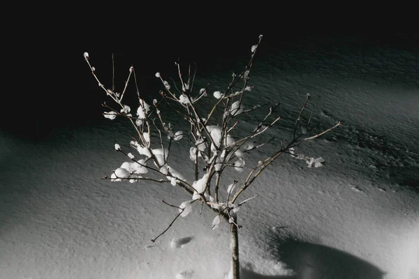 Drzewo Pokryte Zamarzniętym Śniegiem Świetle Ciemności — Zdjęcie stockowe